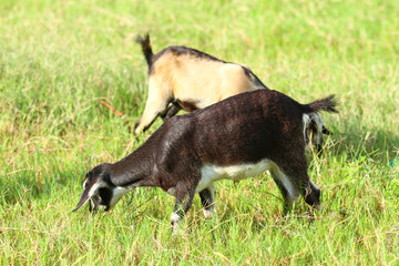 Goats eating grass, Goat on a pasture