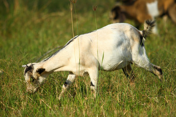 Goats eating grass, Goat on a pasture