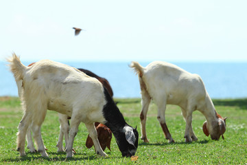 Obraz premium Goats eating grass, Goat on a pasture