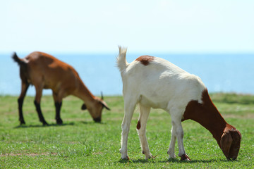 Goats eating grass, Goat on a pasture