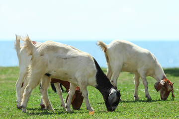 Goats eating grass, Goat on a pasture