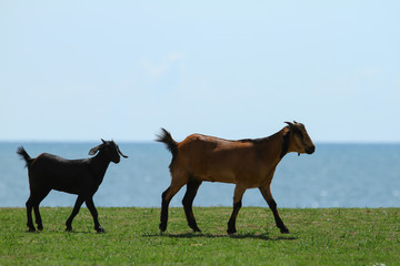Goats eating grass, Goat on a pasture
