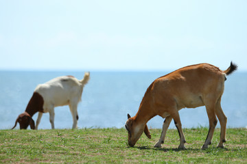 Goats eating grass, Goat on a pasture