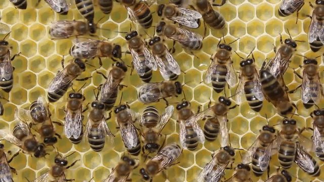 Agreed work of colony of bees.
Bees build honeycombs. Work in a team.
