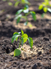 Saplings of paprika in the soil in the garden