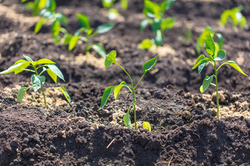 Saplings of paprika in the soil in the garden