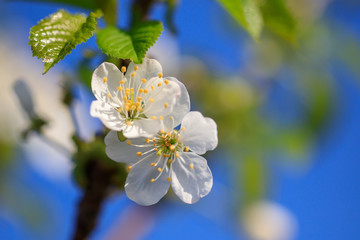 Flowers on the branches of a tree in the nature