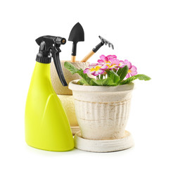 Fototapeta na wymiar Beautiful plant in pot with gardening equipment on white background