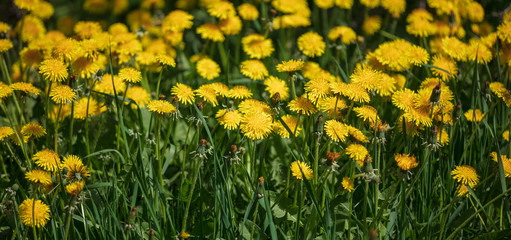 Yellow dandelion flowers on nature as background