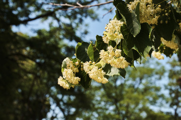 Linden blossoms on a tree in the forest under the spring sky