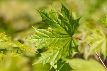 Young green leaves on a tree in spring