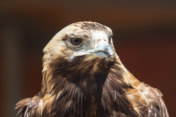 Portrait of an eagle at the zoo