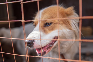 Portrait of a dog behind a metal grid