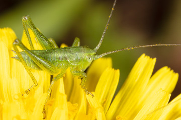 Grasshopper on a yellow dandelion flower