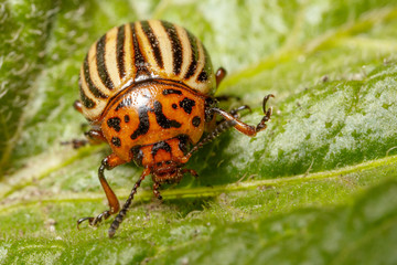 Colorado beetle on the leaves of potatoes