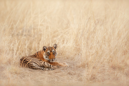 Cute tiger cub resting in the nature habitat. Tiger during the golden light time. Wildlife scene with beautiful animal. Hot summer in India. Dry area with beautiful indian tiger, Panthera tigris
