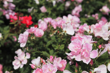 薔薇　ブラッシングノックアウト　埼玉県　伊奈町　日本