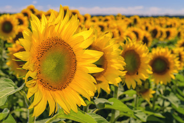 Row of colorful blooming sunflowers