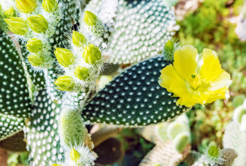 Flowering Cactus texture background. Cactus opuntia microdasys.