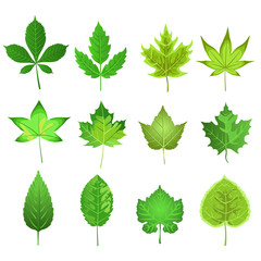 vector collection of different green leaves