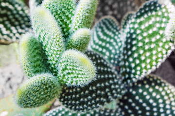 The green background of the cactus with fluffy white spots. Cactus opuntia microdasys.