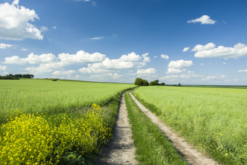 Fototapeta na wymiar Rural road through green fields