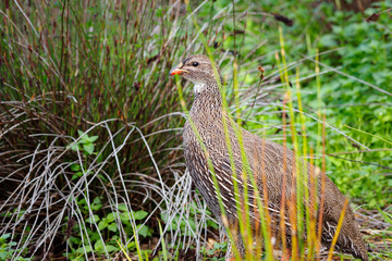 Cape Francolin / Spurfowl
