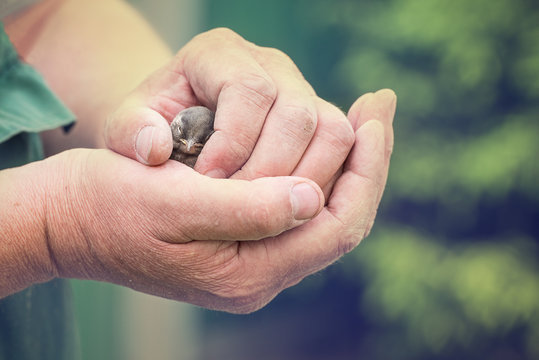  little baby bird in the hand of man is a concept of environment and animals, toned