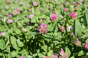 large clover flowers on a meadow, close-up, beautiful meadow flowers