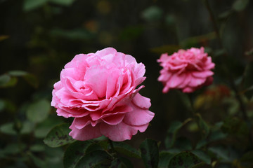 Pink roses