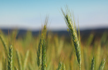 Closeup of green wheat .
