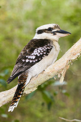Australian Laughing Kookaburra perched on Branch