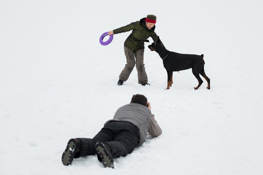 Training and playing with dogs Dobermans on a snowy field in winter. Photographer takes pictures