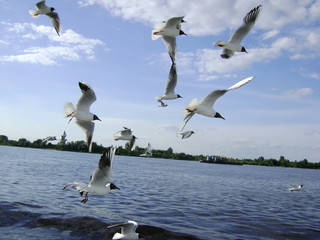 чайки над рекой