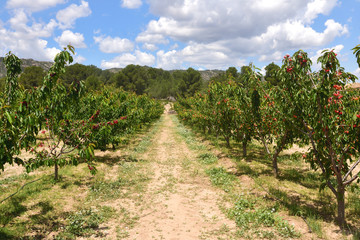 Fototapeta na wymiar landscape of cultivation of fruit trees in the region of Terra Alta,.near Pinell de Brai, Tarrgona province, Catalonia, Spain