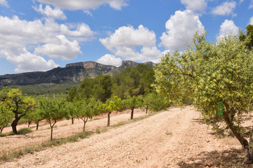 Fototapeta na wymiar landscape of cultivation of fruit trees in the region of Terra Alta,.near Pinell de Brai, Tarrgona province, Catalonia, Spain