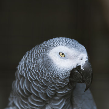 Parrot at Vogelpark Walsrode