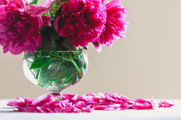 Bouquet of red peonies in vase on white background