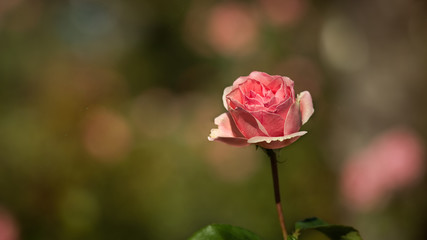 rose flower
