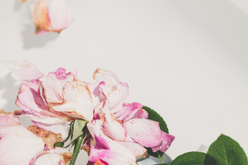 Romantic abstraction. Petals of withered roses on white background