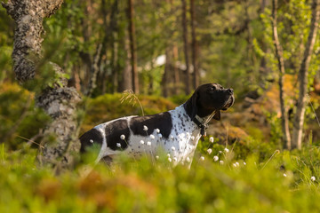 Dog pointer standing in the forest and watching warm summer sunset 
