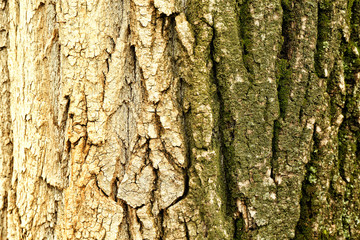 Tree trunk covered with moss, closeup