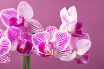 Obraz na płótnie Canvas Beautiful orchid flowers on color background