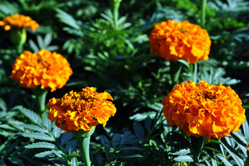 Tagetes erecta Marigolds glade blooming flowers growing on dark green leaves background