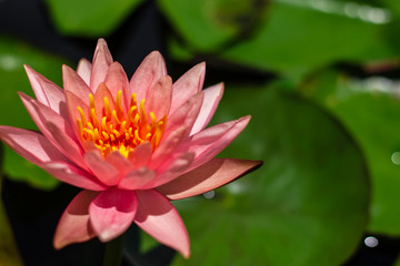 Obraz premium Lotus flower in pond