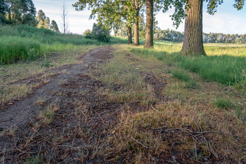 Disused asphalt road is full of fallen leaves, branches and twigs.