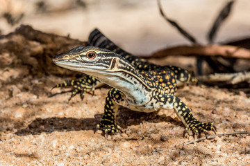Australian Heath Monitor Goanna basking in the sun on stony ground