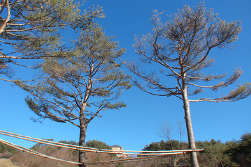 young pine trees tied with bamboo sticks, South Korea