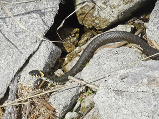 harmless snakes: grass snake (Natrix natrix)