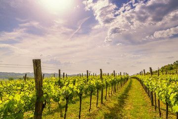 Sunny vineyard on the hills of Vipava valley, Slovenia